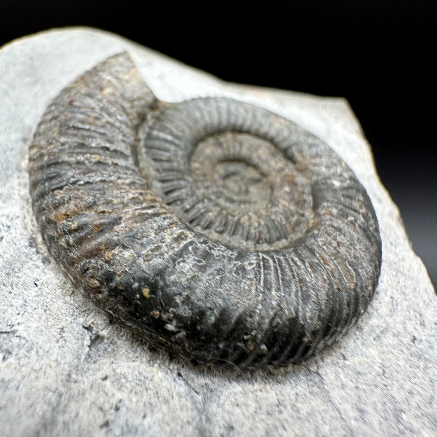Dactylioceras Ammonite Fossil With Box And Stand - Whitby, North Yorkshire Jurassic Coast Yorkshire Fossils