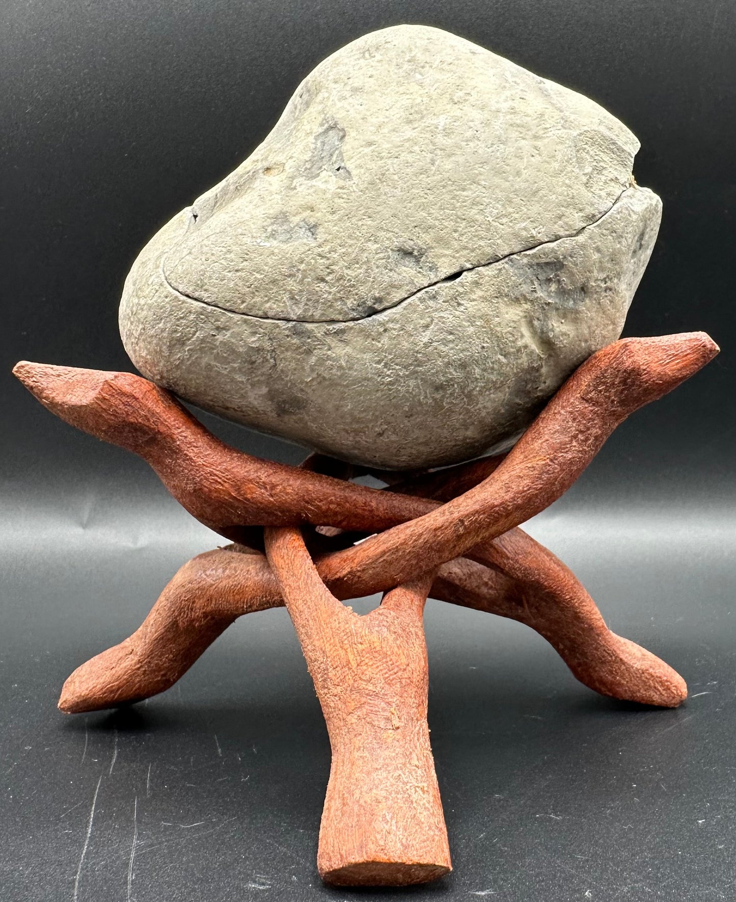 Dactylioceras Ammonite nodule (split pair) Fossil With Stand - Whitby, North Yorkshire Jurassic Coast Yorkshire Fossils