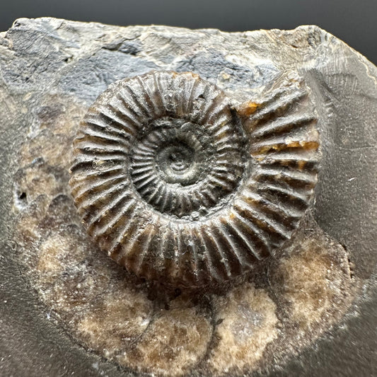 Dactylioceras Ammonite Fossil Gift Set - Whitby, North Yorkshire Jurassic Coast Yorkshire Fossils