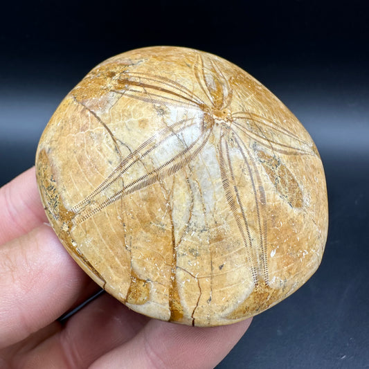 Holectypus Sea Urchin Fossil With Box And Stand - Middle Jurassic Madagascar