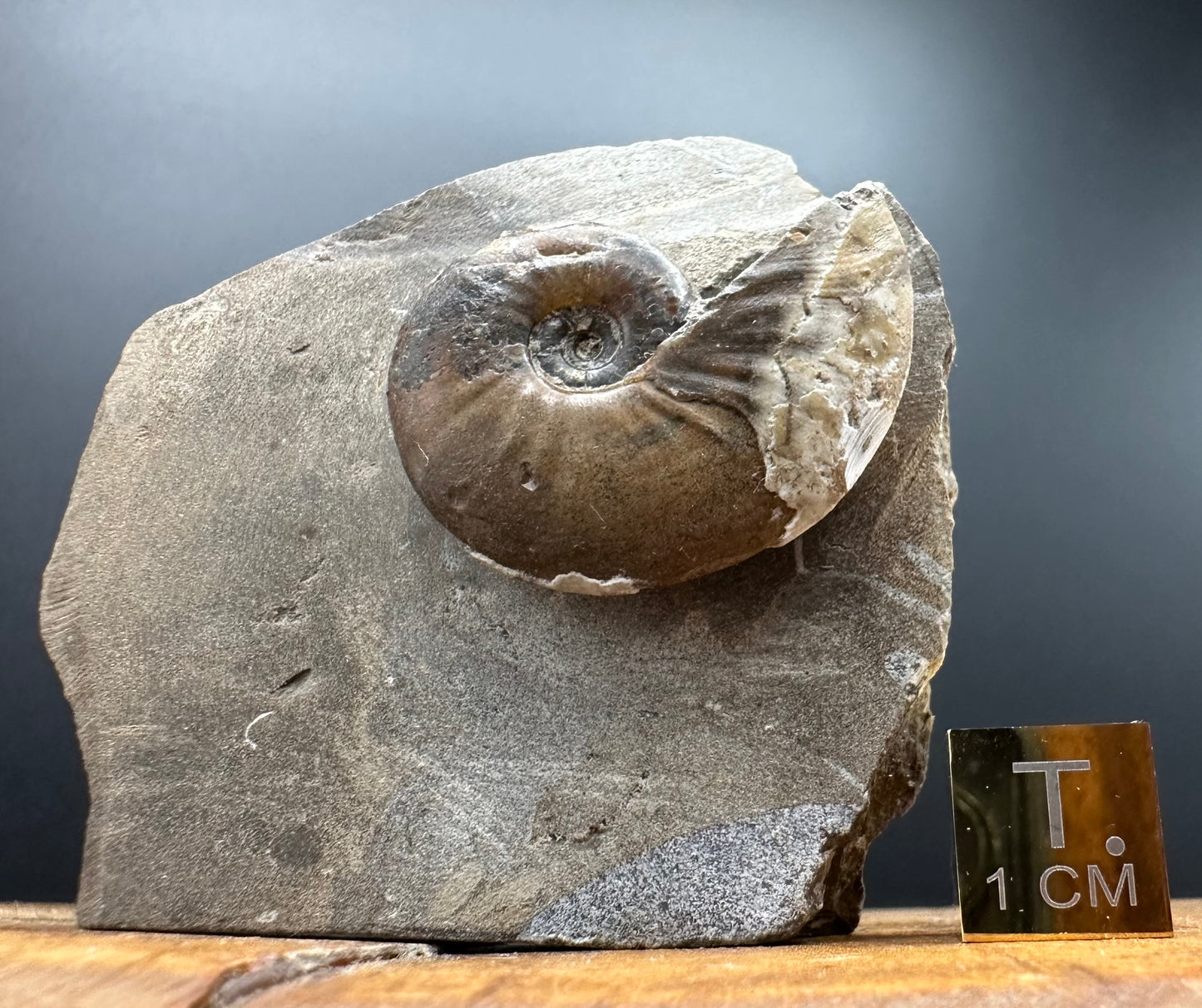 Amaltheus striatus ammonite fossil with box and stand - Whitby, North Yorkshire Jurassic Coast Yorkshire Fossils