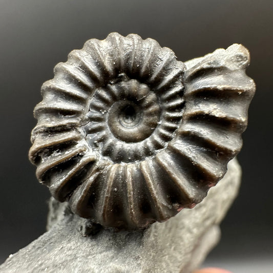 Promicroceras Ammonite shell fossil with box and stand - Whitby, North Yorkshire Jurassic Coast Yorkshire Fossils
