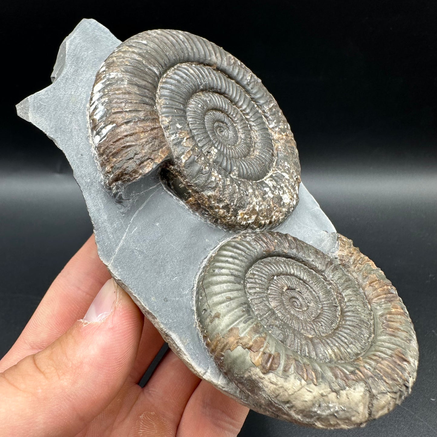 Dactylioceras Multi ammonite fossil with box and stand - Whitby, North Yorkshire Jurassic Coast, Yorkshire Fossils