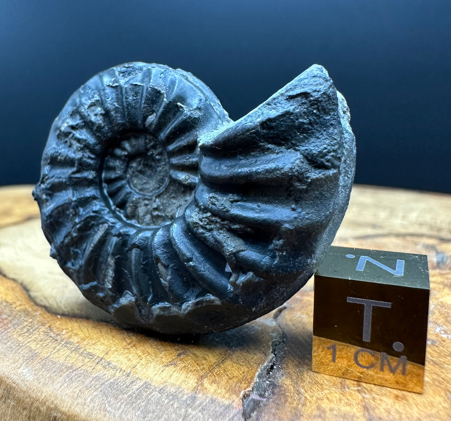 Asteroceras Ammonite fossil with box and stand - Whitby, North Yorkshire Jurassic Coast Yorkshire Fossils