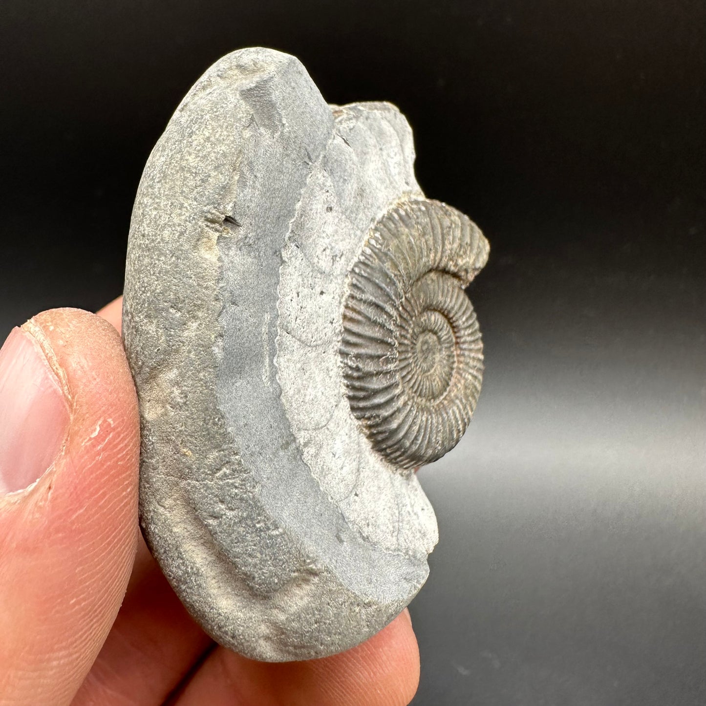 Dactylioceras Ammonite Fossil With Box And Stand - Whitby, North Yorkshire Jurassic Coast Yorkshire Fossils