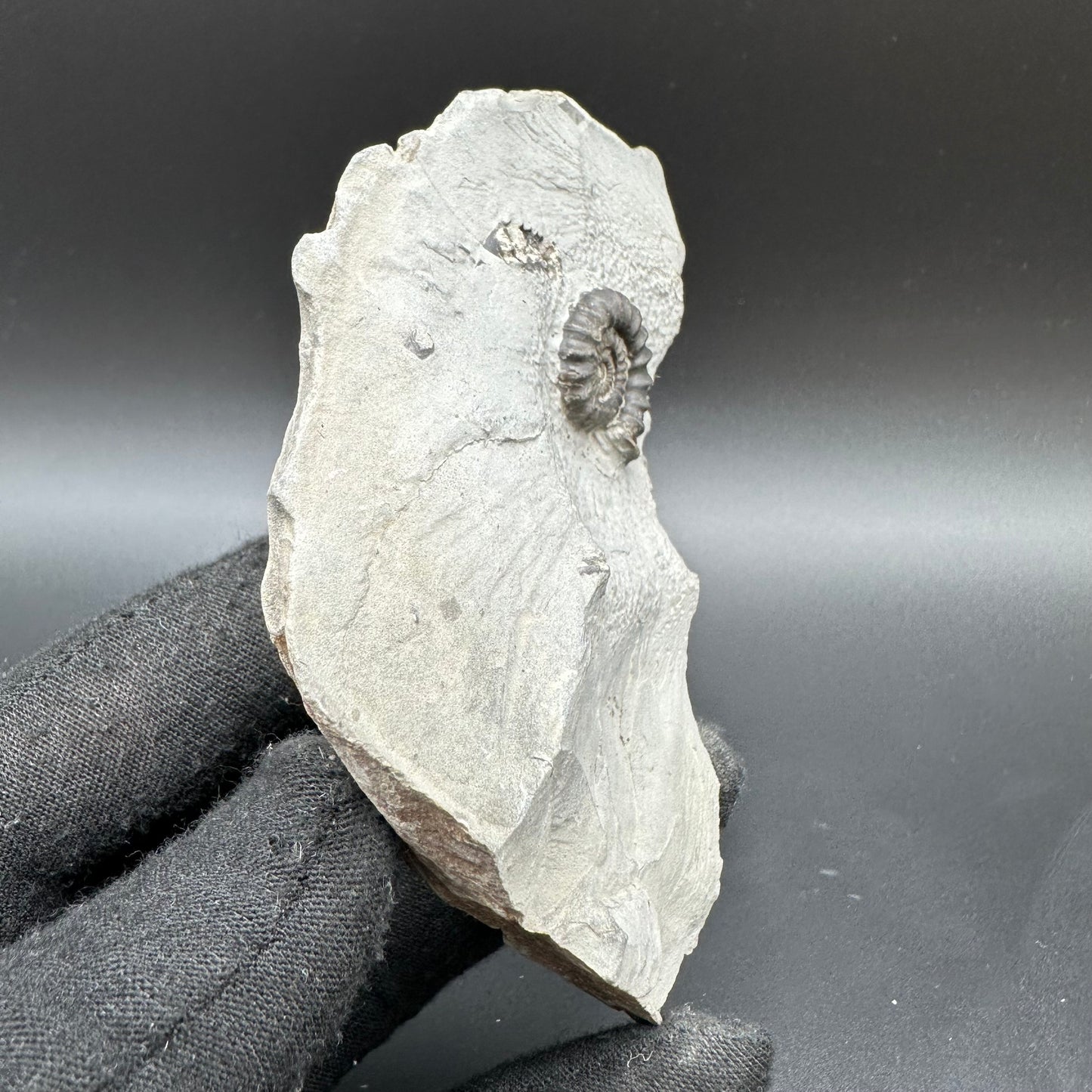 Gagaticeras Ammonite fossil with box and stand - Whitby, North Yorkshire Jurassic Coast Yorkshire Fossils