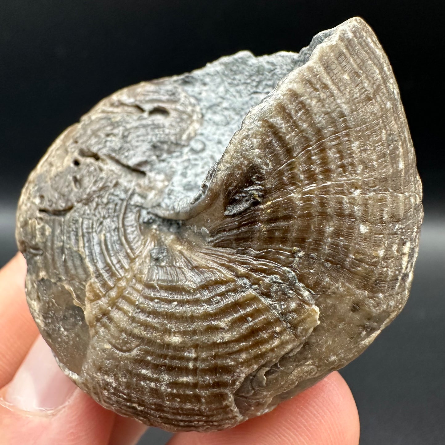 Gastropod Shell Fossil With Box And Stand - Whitby, North Yorkshire, Jurassic Coast, Yorkshire Fossils