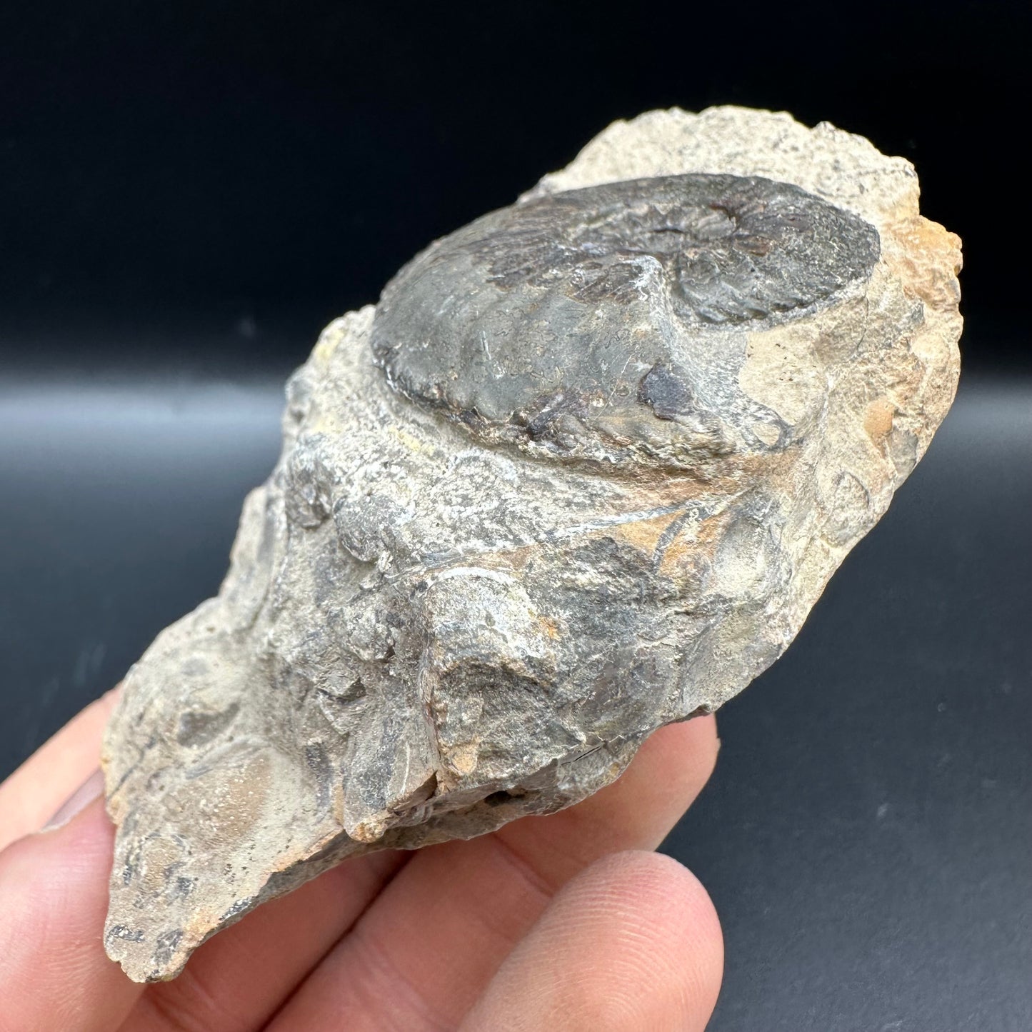 Amaltheus subnodosus Ammonite fossil with box and stand - Whitby, North Yorkshire Jurassic Coast Yorkshire Fossils