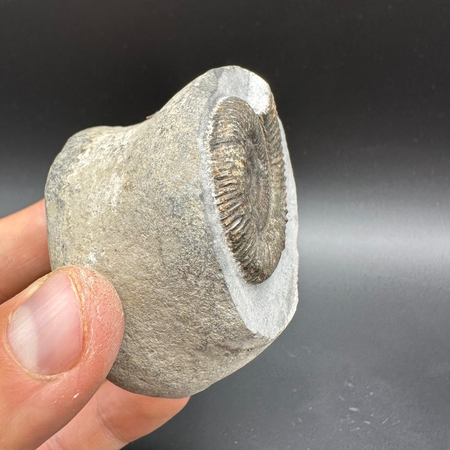 Dactylioceras Ammonite Fossil With Box And Stand - Whitby, North Yorkshire Jurassic Coast Yorkshire Fossils