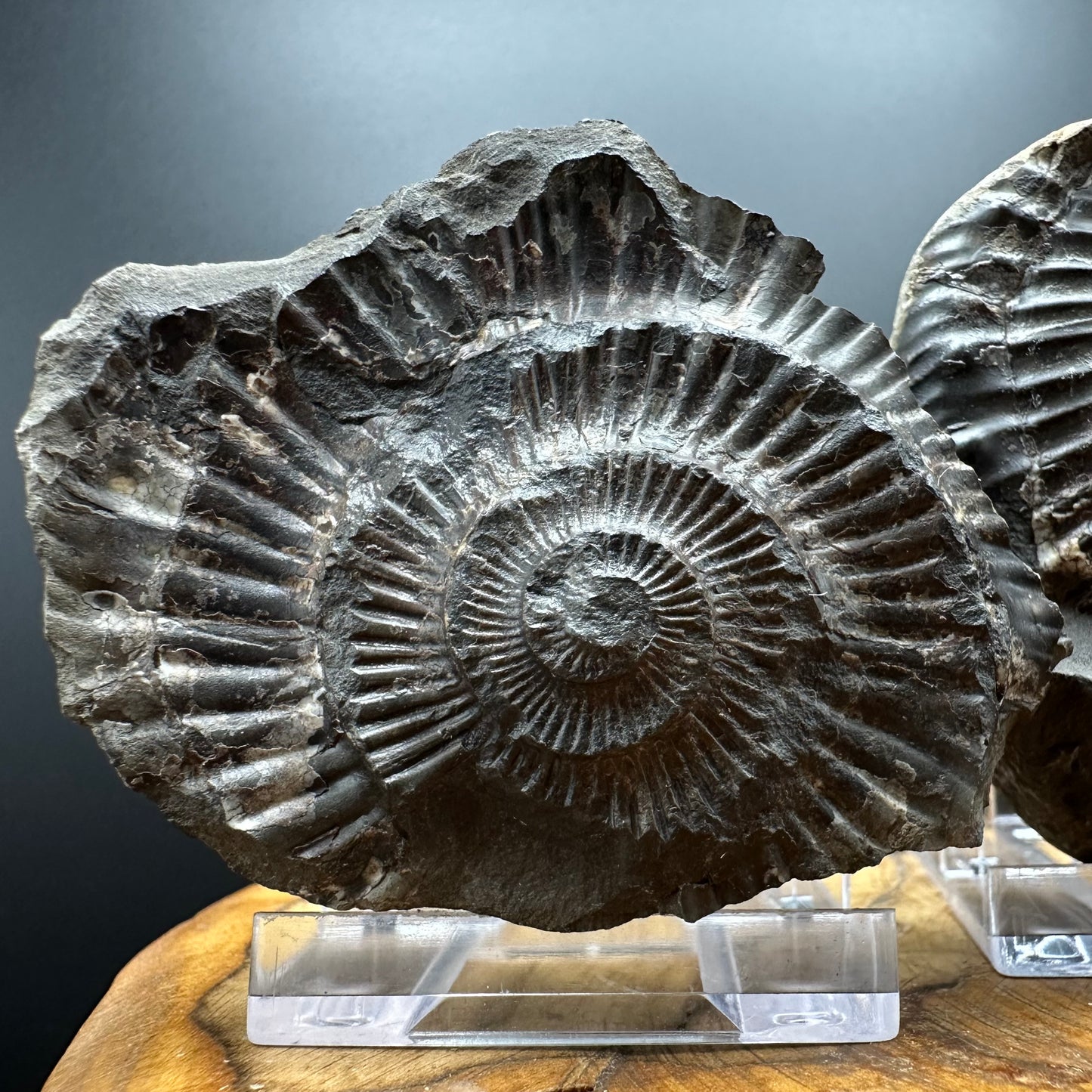 Dactylioceras Ammonite nodule (split pair) Fossil With Box And Stand - Whitby, North Yorkshire Jurassic Coast Yorkshire Fossils