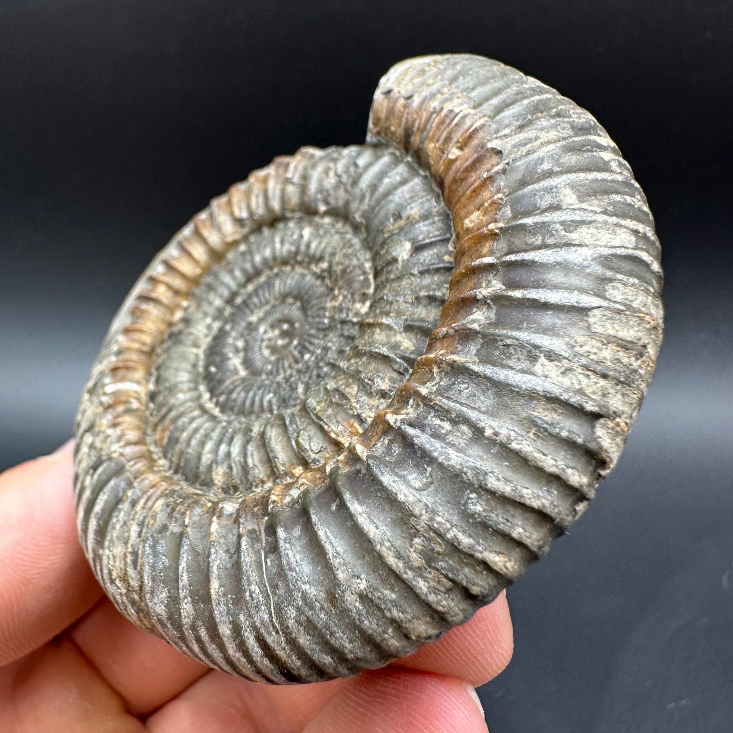 Dactylioceras Ammonite Fossil With Box And Stand - Whitby, North Yorkshire Jurassic Coast Yorkshire Fossils