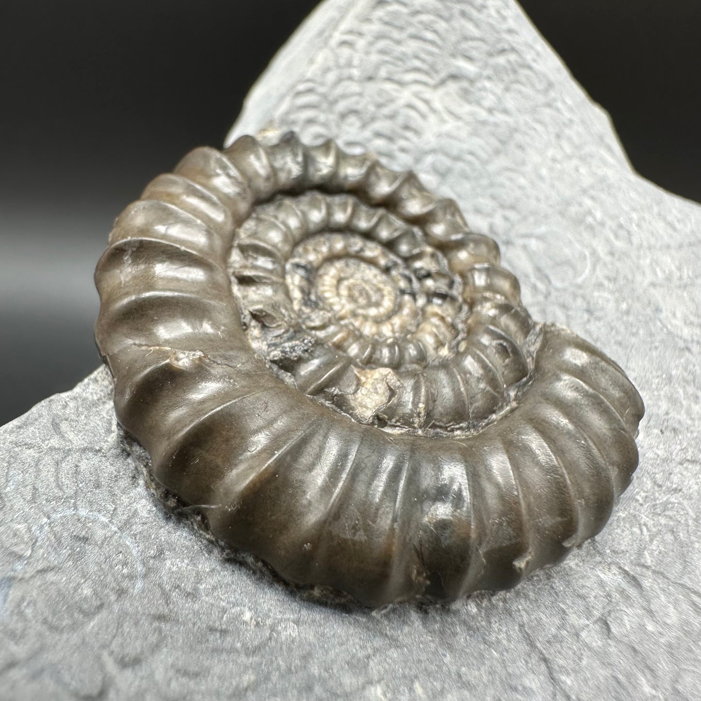 Gagaticeras Ammonite fossil with box and stand - Whitby, North Yorkshire Jurassic Coast Yorkshire Fossils