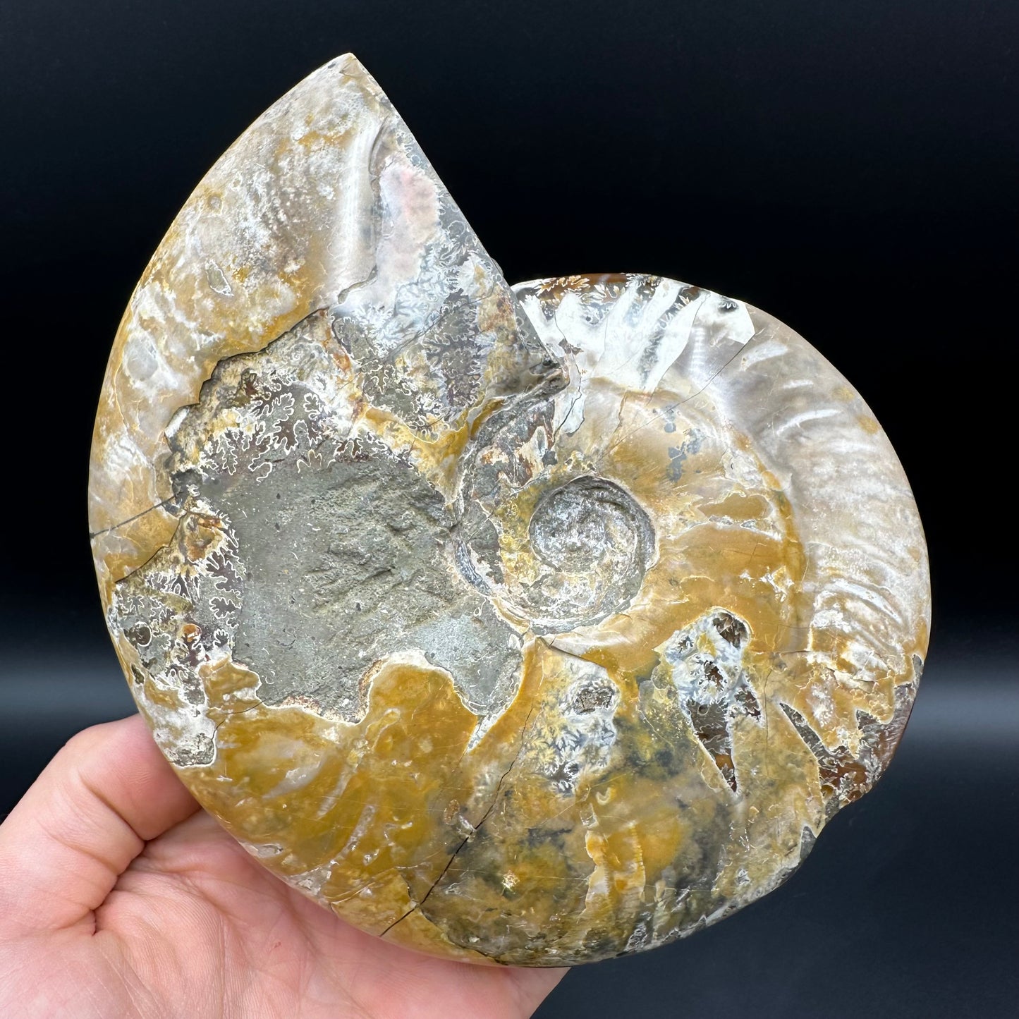 Cleoniceras Ammonite Fossil With Stand - Cretaceous Ammonite Madagascar