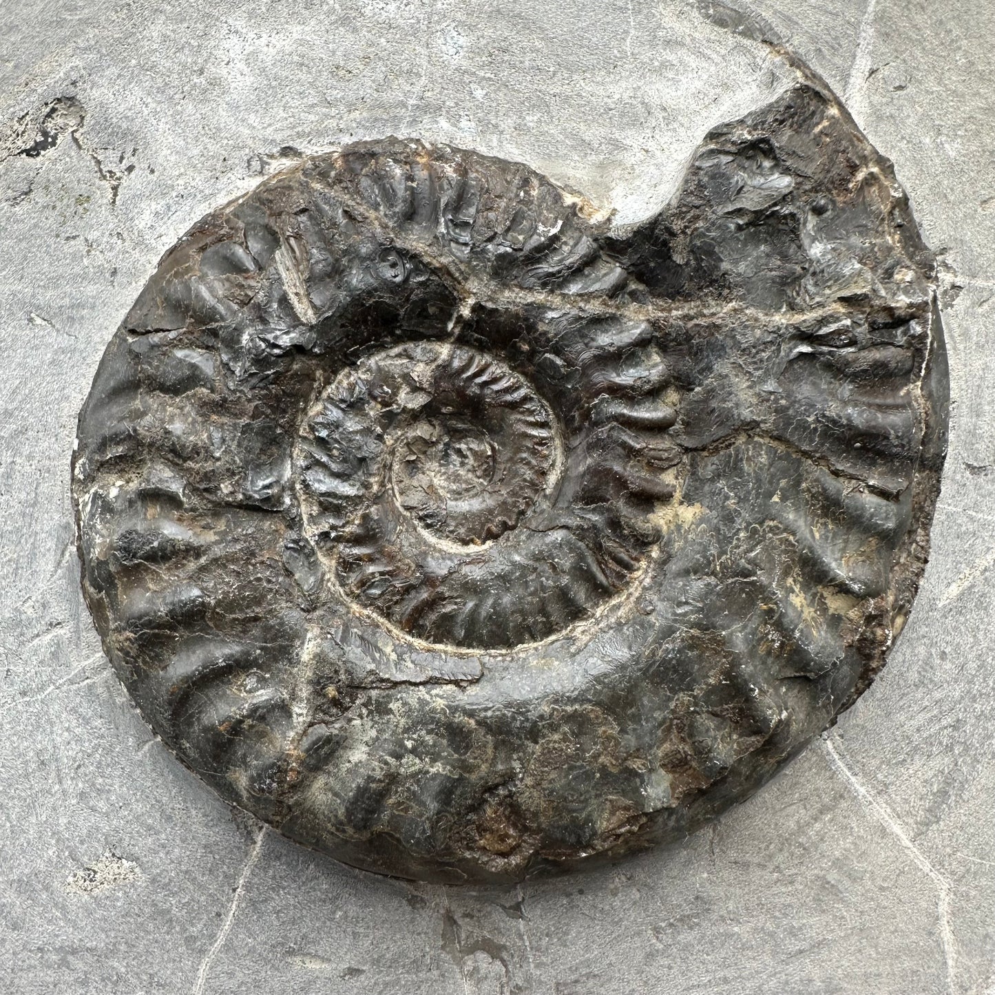 Hildoceras lusitanicum Ammonite fossil with stand - Whitby, North Yorkshire, Jurassic Coast, Yorkshire Fossils from the Jurassic Coast