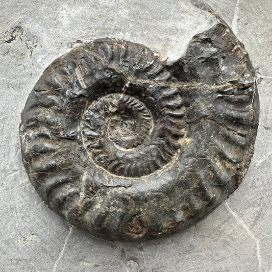 Hildoceras lusitanicum Ammonite fossil with stand - Whitby, North Yorkshire, Jurassic Coast, Yorkshire Fossils from the Jurassic Coast