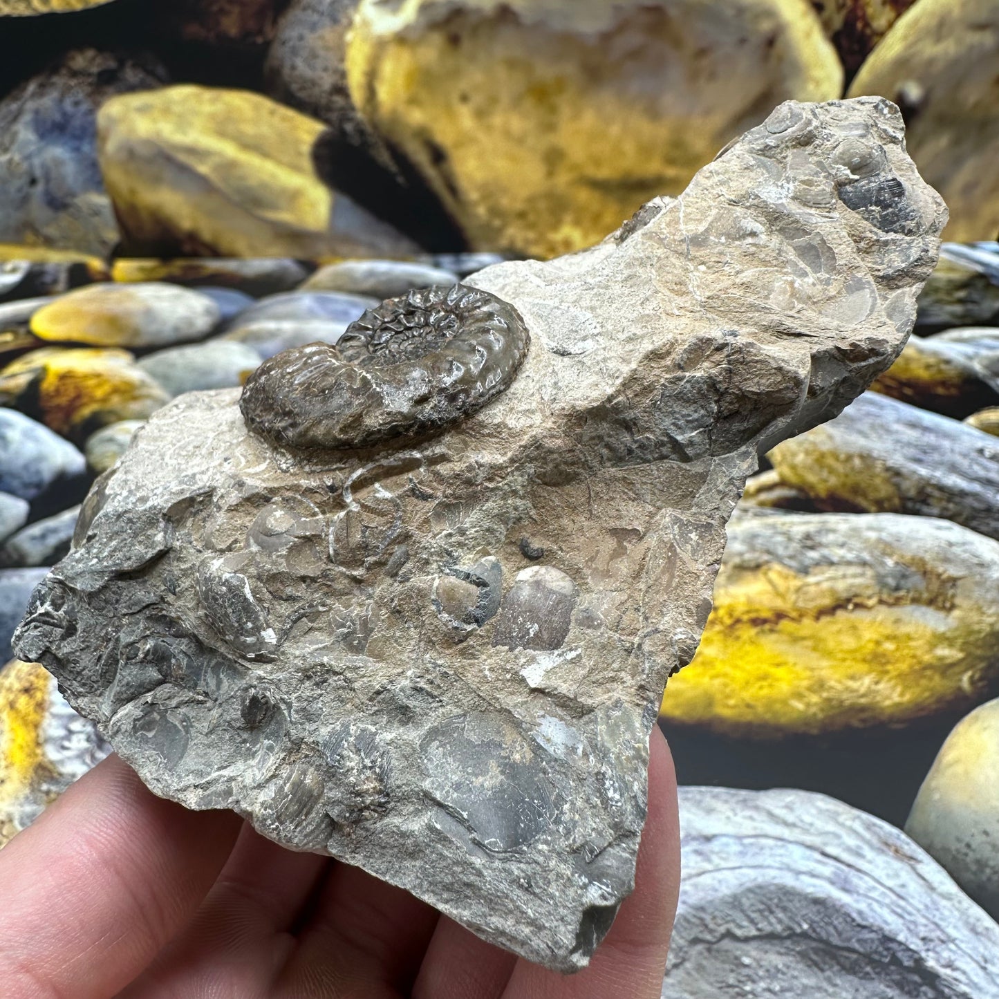 Amaltheus subnodosus ammonite fossil - Whitby, North Yorkshire Jurassic Coast, Yorkshire Fossils