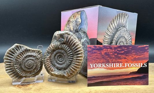 Dactylioceras Ammonite nodule (split pair) Fossil With Box And Stand - Whitby, North Yorkshire Jurassic Coast Yorkshire Fossils