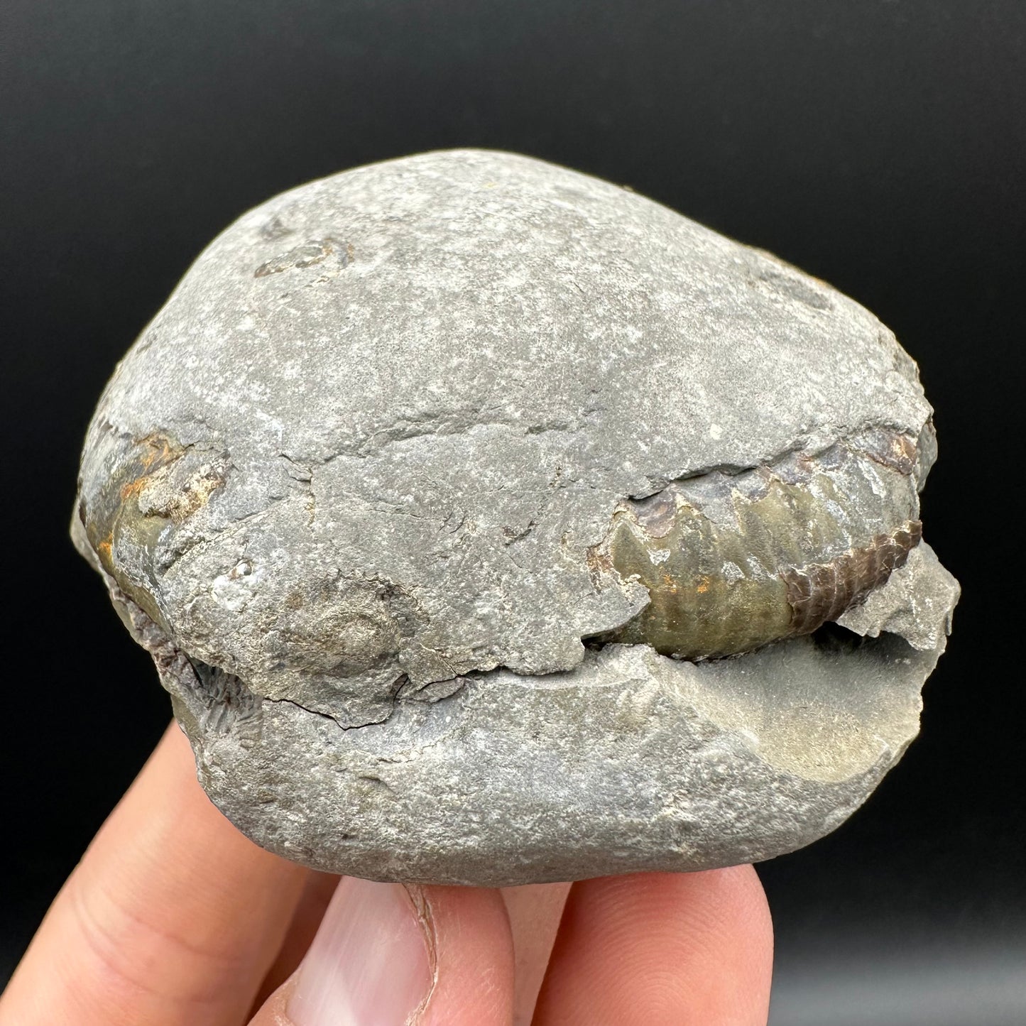Dactylioceras Ammonite nodule (split pair) Fossil With Box And Stand - Whitby, North Yorkshire Jurassic Coast Yorkshire Fossils