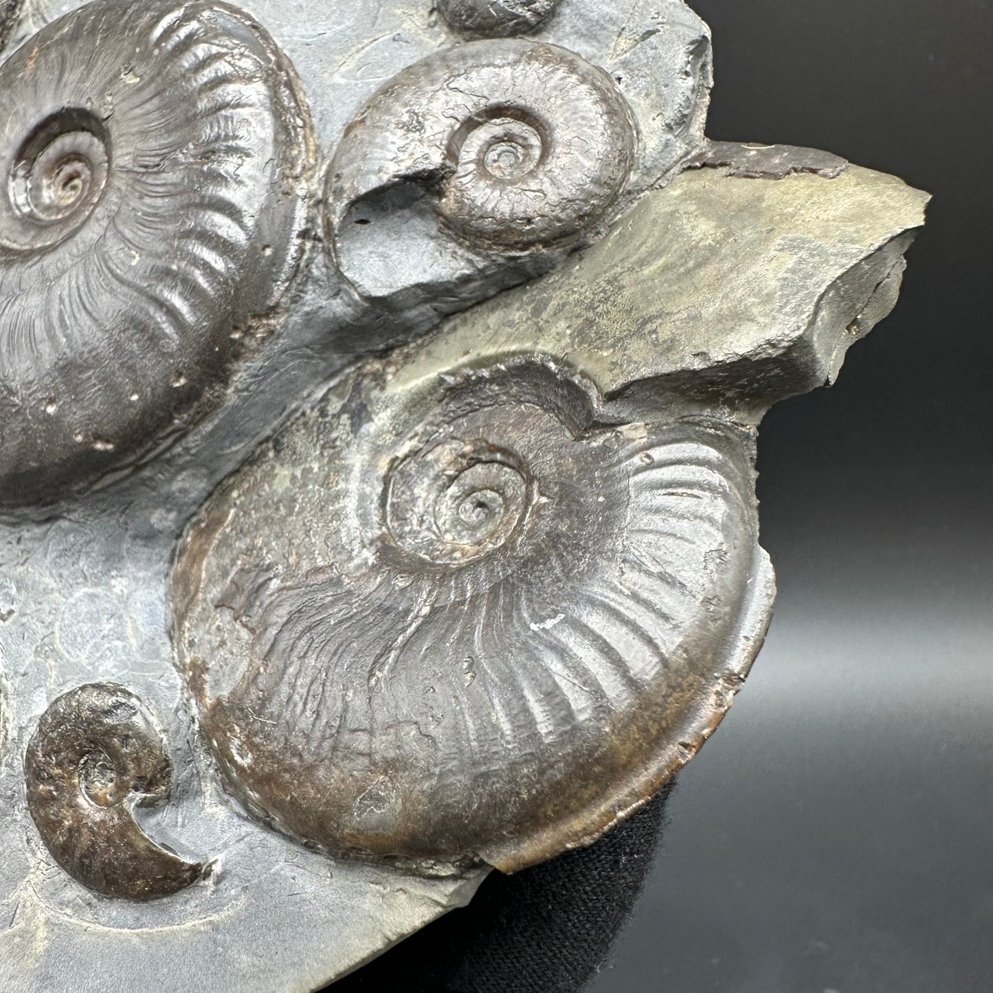 Eleganticeras Elegantulum ammonite fossil with stand - Whitby, North Yorkshire Jurassic Coast, Yorkshire Fossils