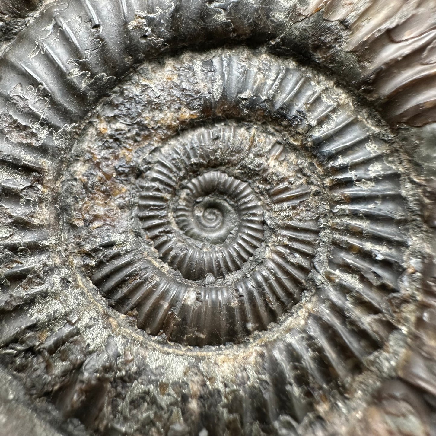 Dactylioceras Ammonite Fossil With Box And Stand - Whitby, North Yorkshire Jurassic Coast Yorkshire Fossils