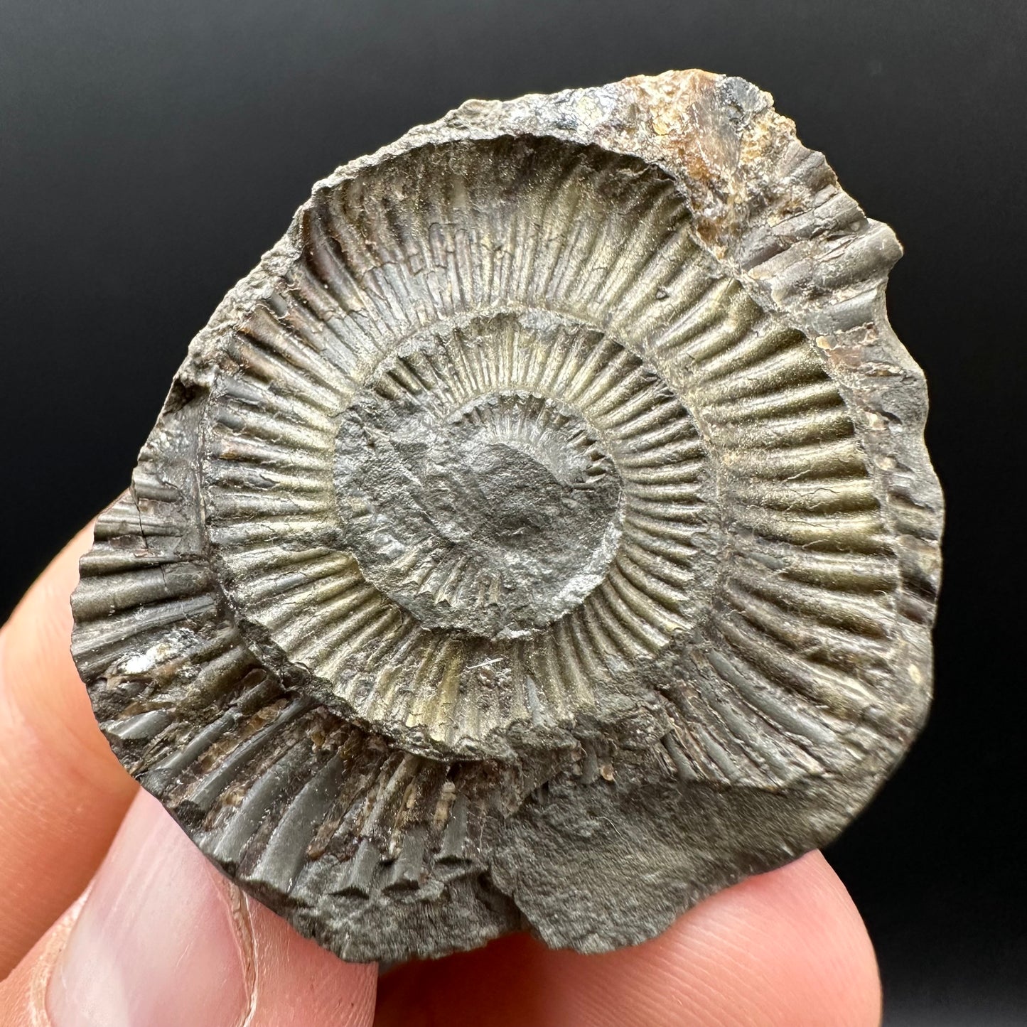 Dactylioceras Ammonite nodule (split pair) Fossil With Box And Stand - Whitby, North Yorkshire Jurassic Coast Yorkshire Fossils