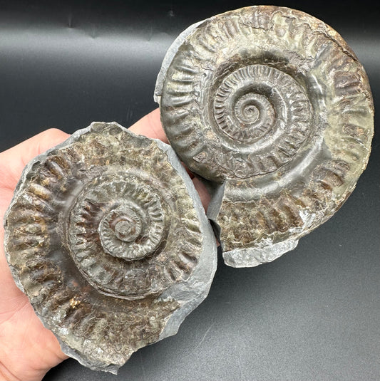 Hildoceras lusitanicum Ammonite Nodule (split pair) Fossil With Box And Stand - Whitby, North Yorkshire Jurassic Coast Yorkshire Fossils
