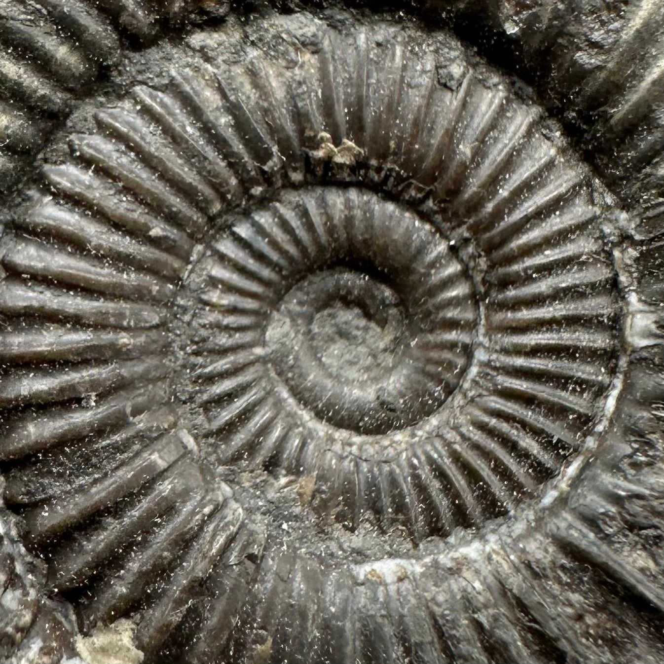 Dactylioceras Ammonite Fossil With Box And Stand - Whitby, North Yorkshire Jurassic Coast Yorkshire Fossils