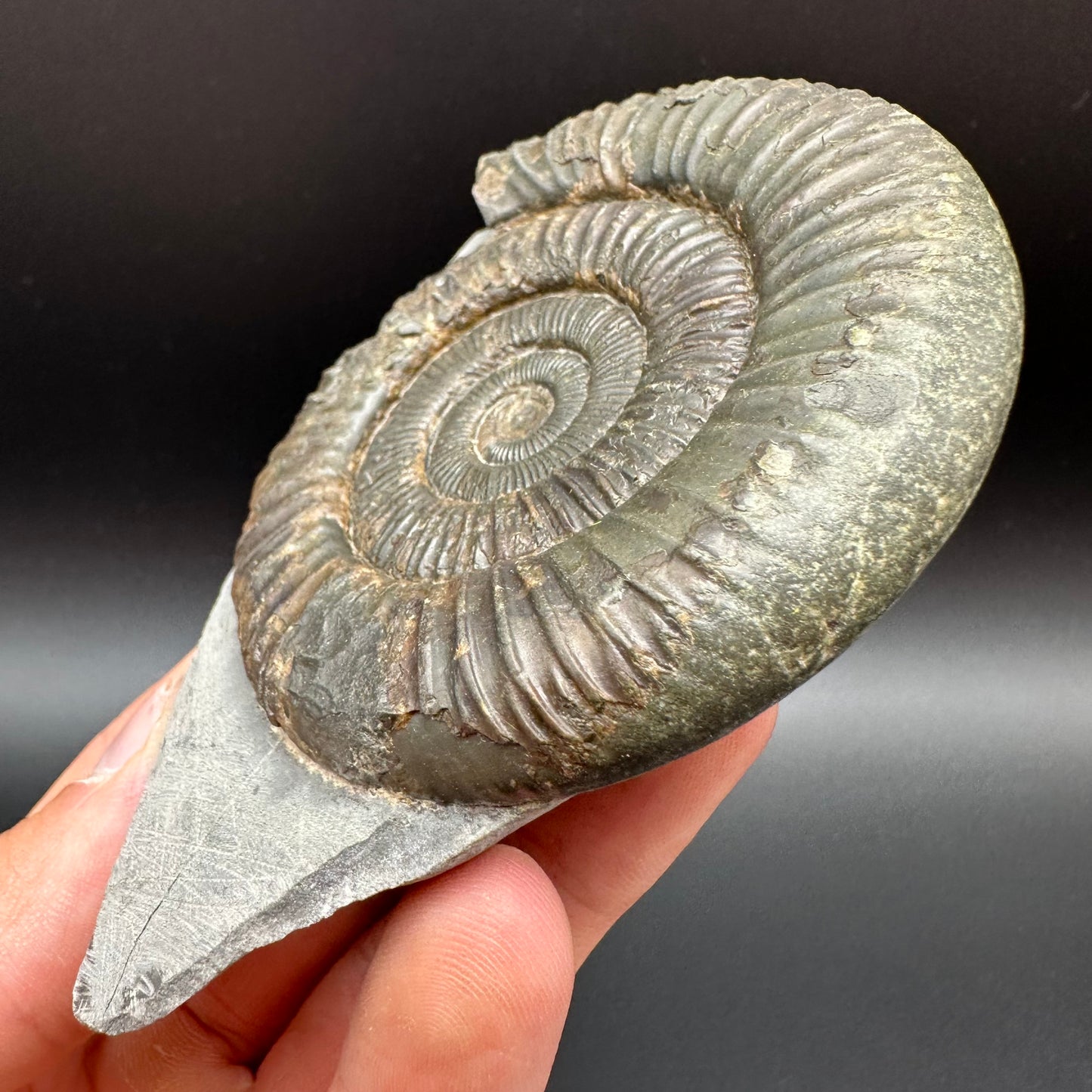 Dactylioceras Ammonite Fossil With Box And Stand - Whitby, North Yorkshire Jurassic Coast Yorkshire Fossils