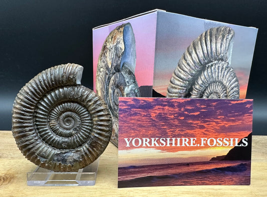 Dactylioceras Ammonite Fossil With box and Stand - Whitby, North Yorkshire Jurassic Coast Yorkshire Fossils