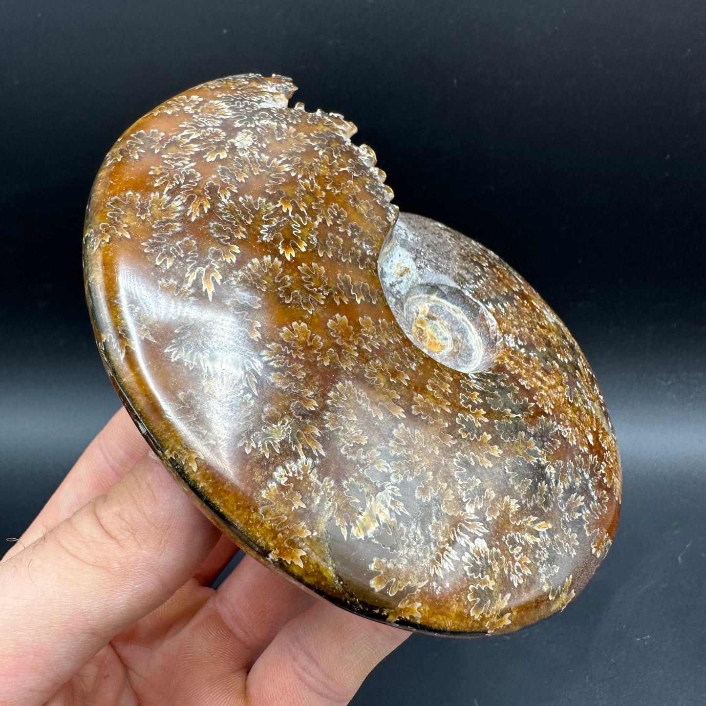 Cleoniceras Ammonite Fossil With Box And Stand - Cretaceous Ammonite Madagascar
