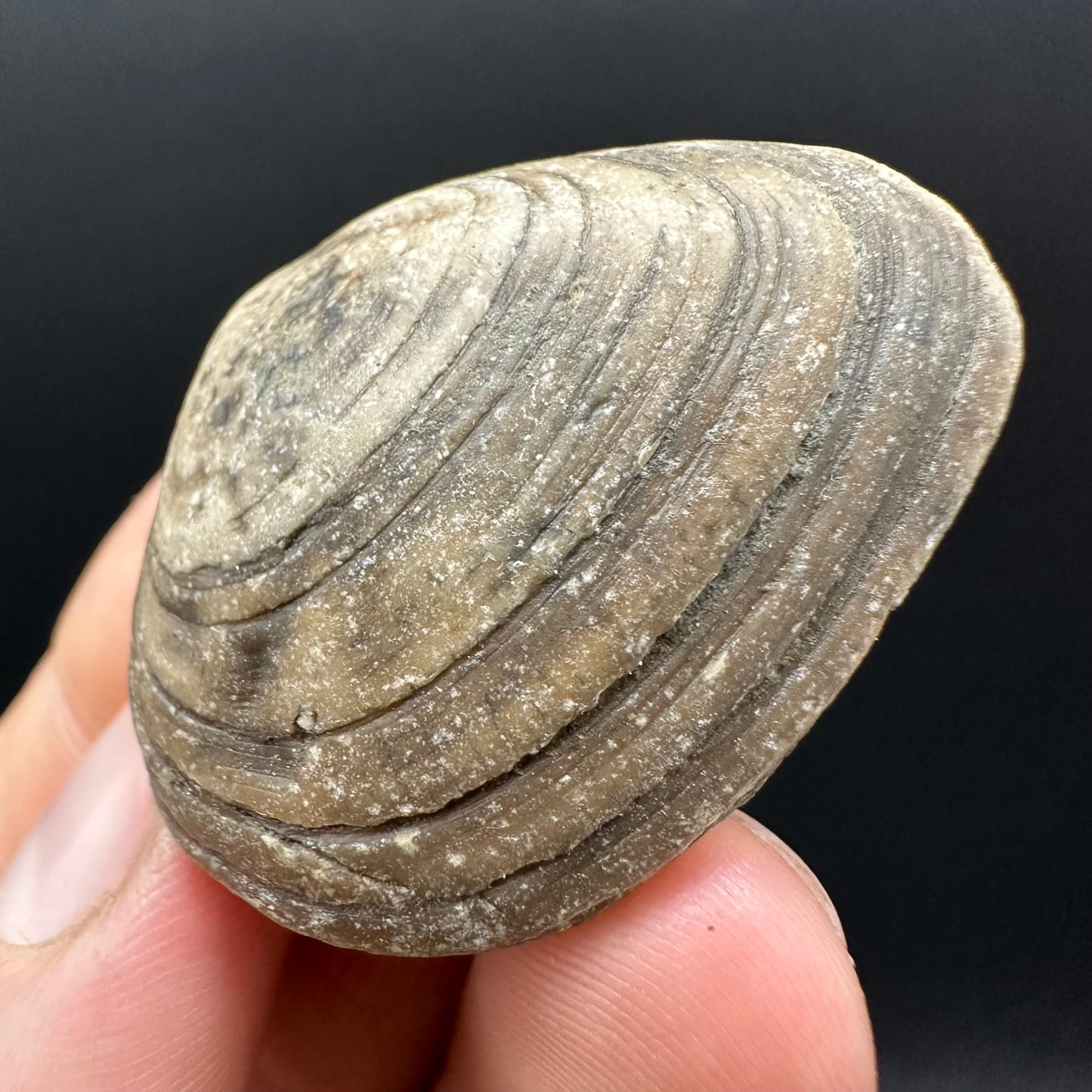Shell fossil with box and stand - Whitby, North Yorkshire, Jurassic Coast, Yorkshire Fossils