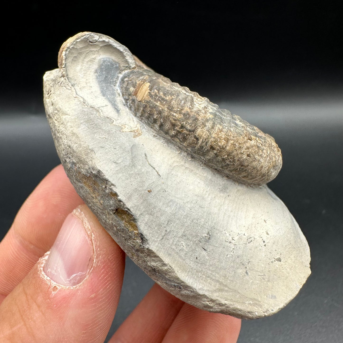Dactylioceras Ammonite Fossil With Box And Stand - Whitby, North Yorkshire Jurassic Coast Yorkshire Fossils