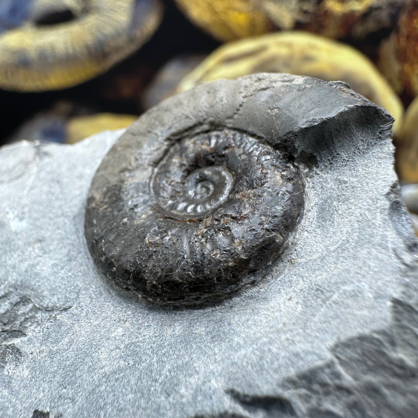 Grammoceras thoaurense ammonite shell fossil - Whitby, North Yorkshire
