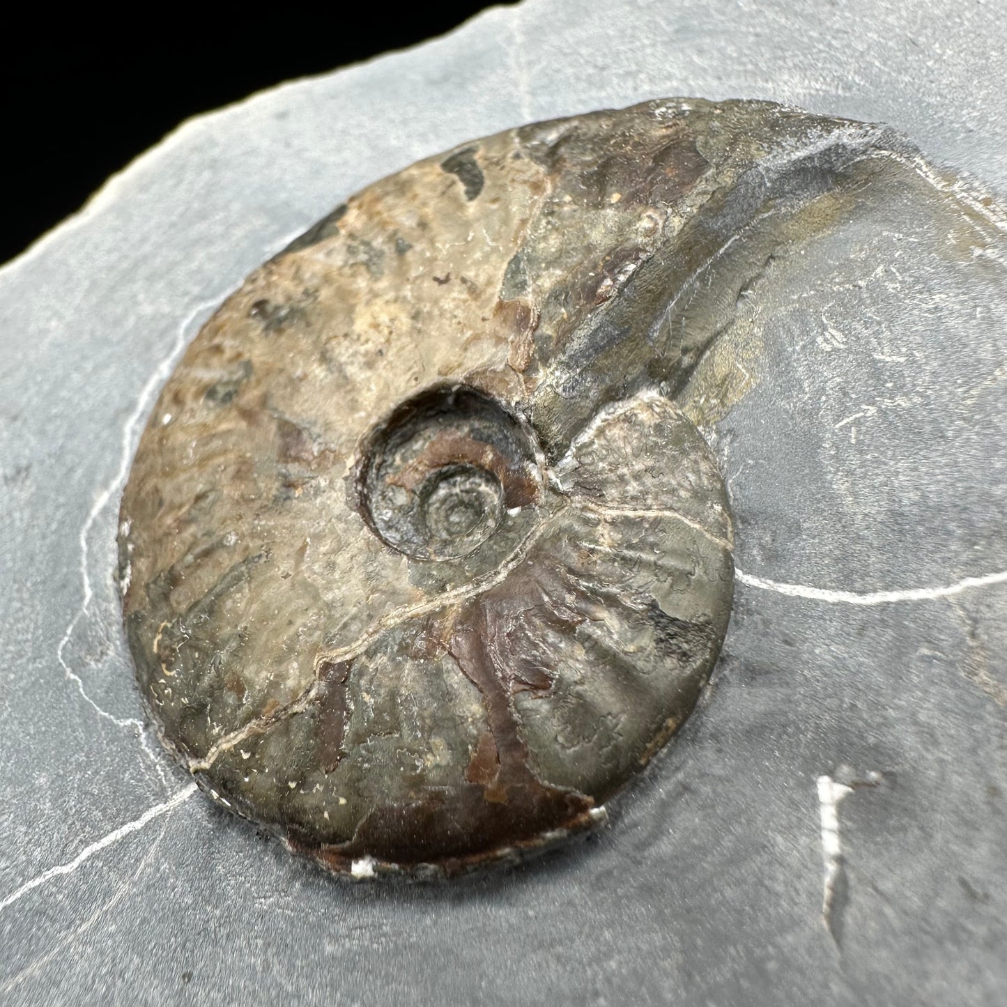 Pseudolioceras lythense Ammonite fossil with box and stand - Whitby, North Yorkshire, Yorkshire Fossils on the Jurassic Coast