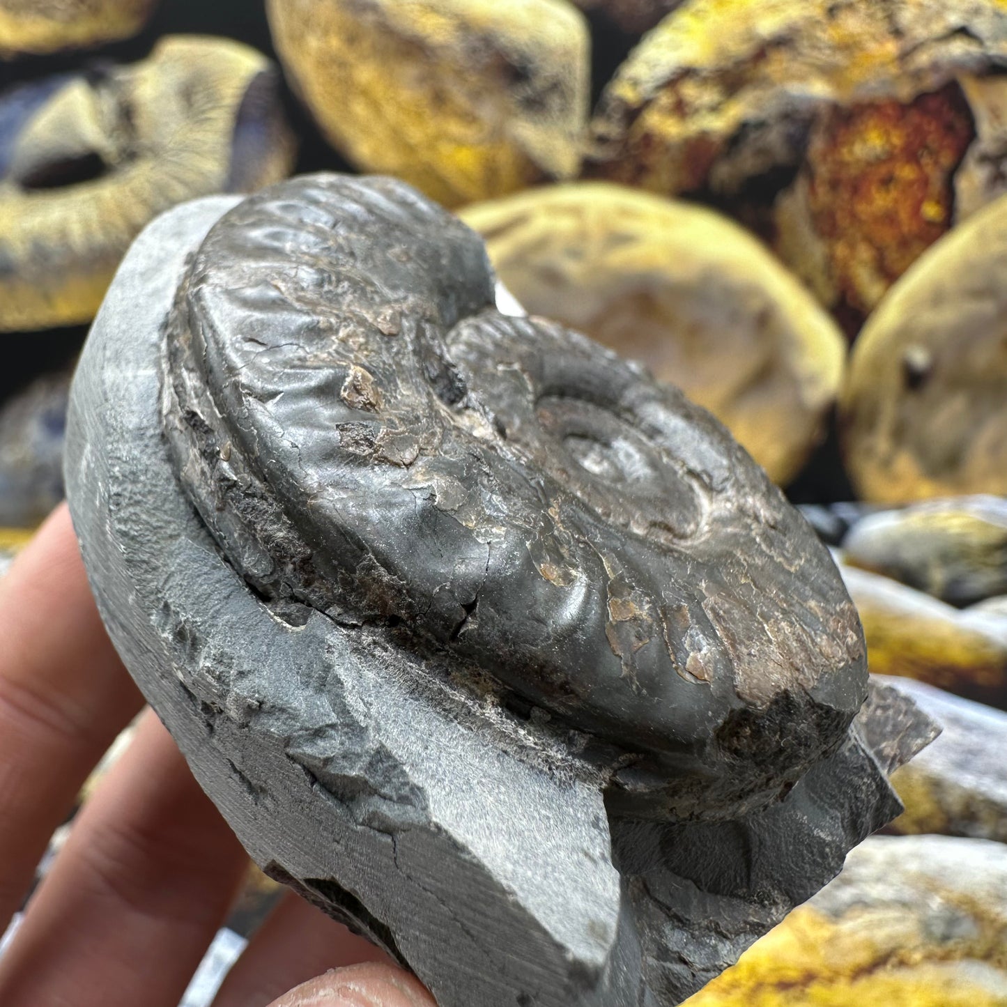Hildoceras lusitanicum ammonite fossil - Whitby, North Yorkshire, Jurassic Coast, Yorkshire Fossils