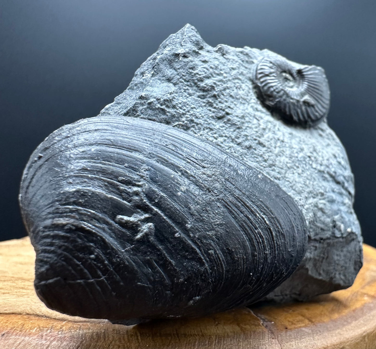 Eparietites Sp. Ammonite fossil with box and stand - Whitby, North Yorkshire Jurassic Coast Yorkshire Fossils