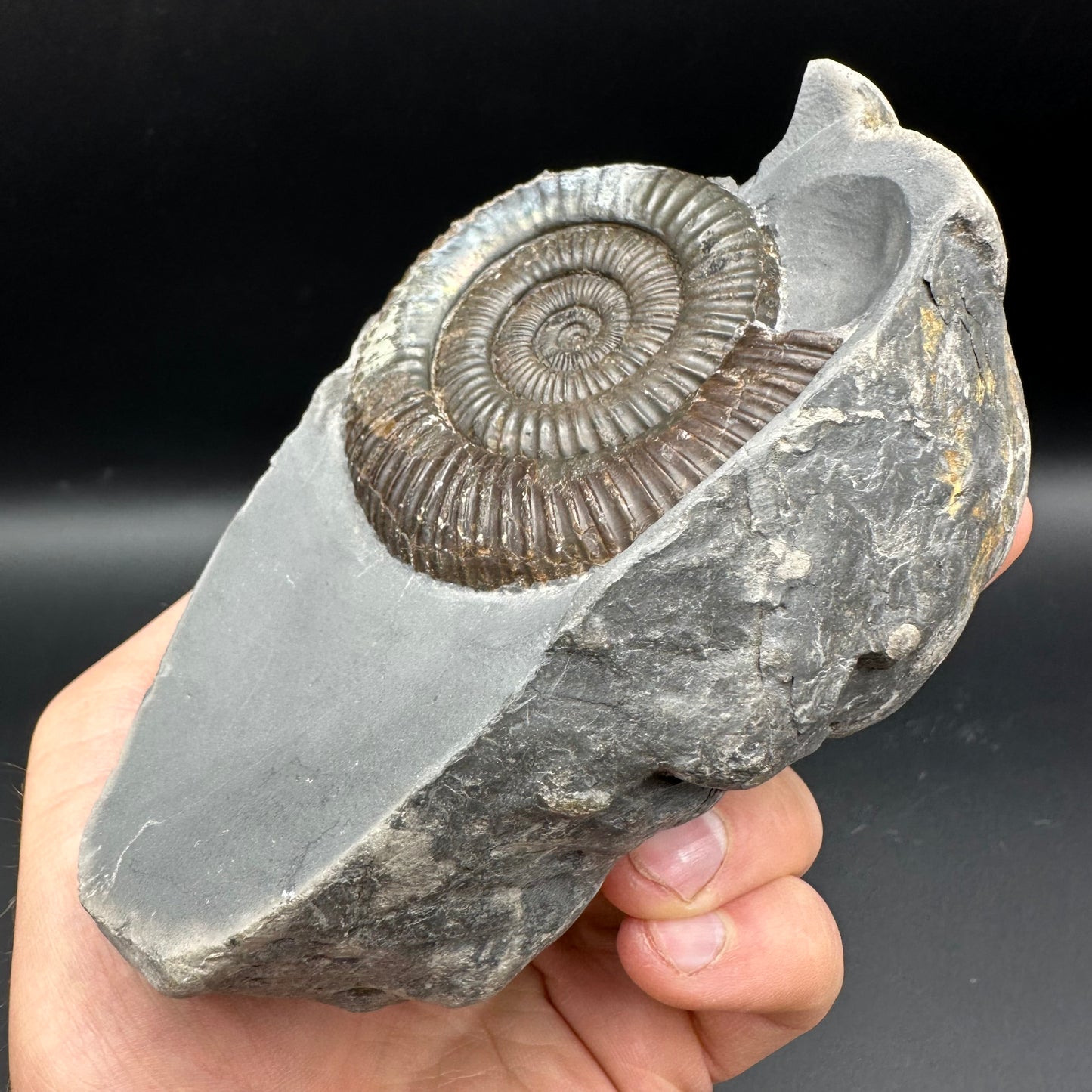 Dactylioceras Ammonite nodule (split pair) Fossil With Stand - Whitby, North Yorkshire Jurassic Coast Yorkshire Fossils
