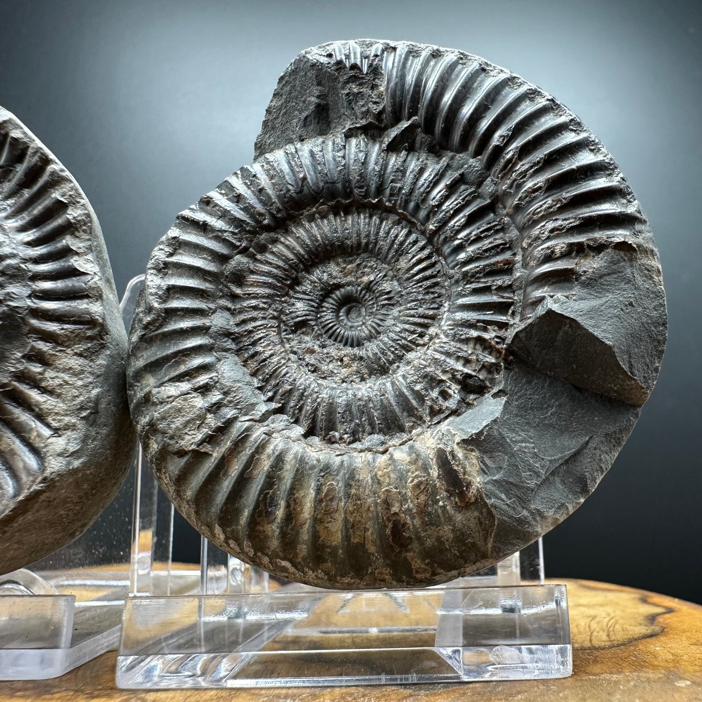 Dactylioceras Ammonite nodule (split pair) Fossil With Box And Stand - Whitby, North Yorkshire Jurassic Coast Yorkshire Fossils