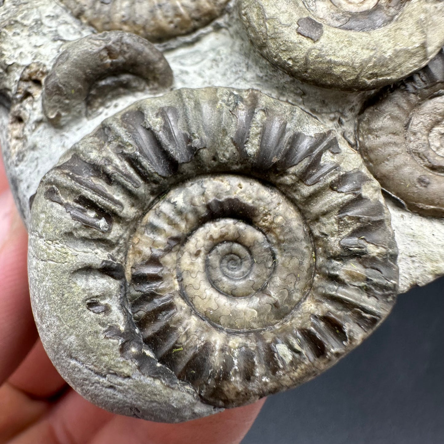 Arnioceras ammonite shell fossil with box and stand - Whitby, North Yorkshire Jurassic Coast Yorkshire Fossils