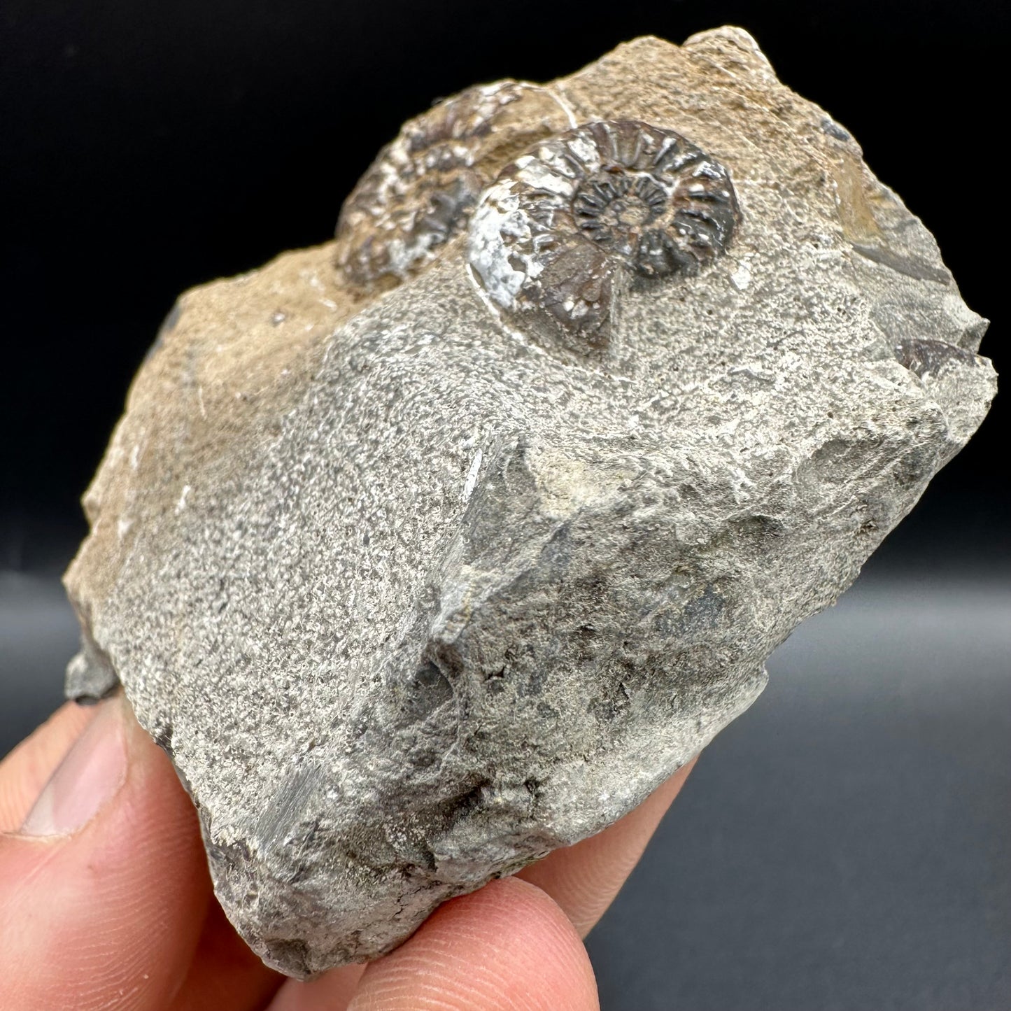 Amaltheus subnodosus Ammonite fossil with box and stand - Whitby, North Yorkshire Jurassic Coast Yorkshire Fossils