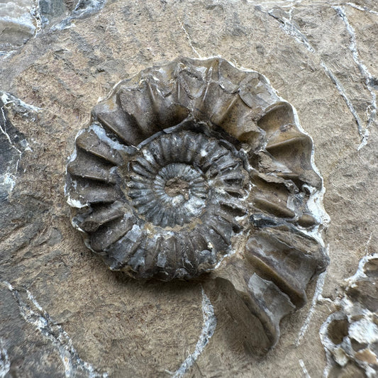 Androgynoceras capricornus Ammonite fossil - Whitby, North Yorkshire Jurassic Coast Yorkshire Fossils