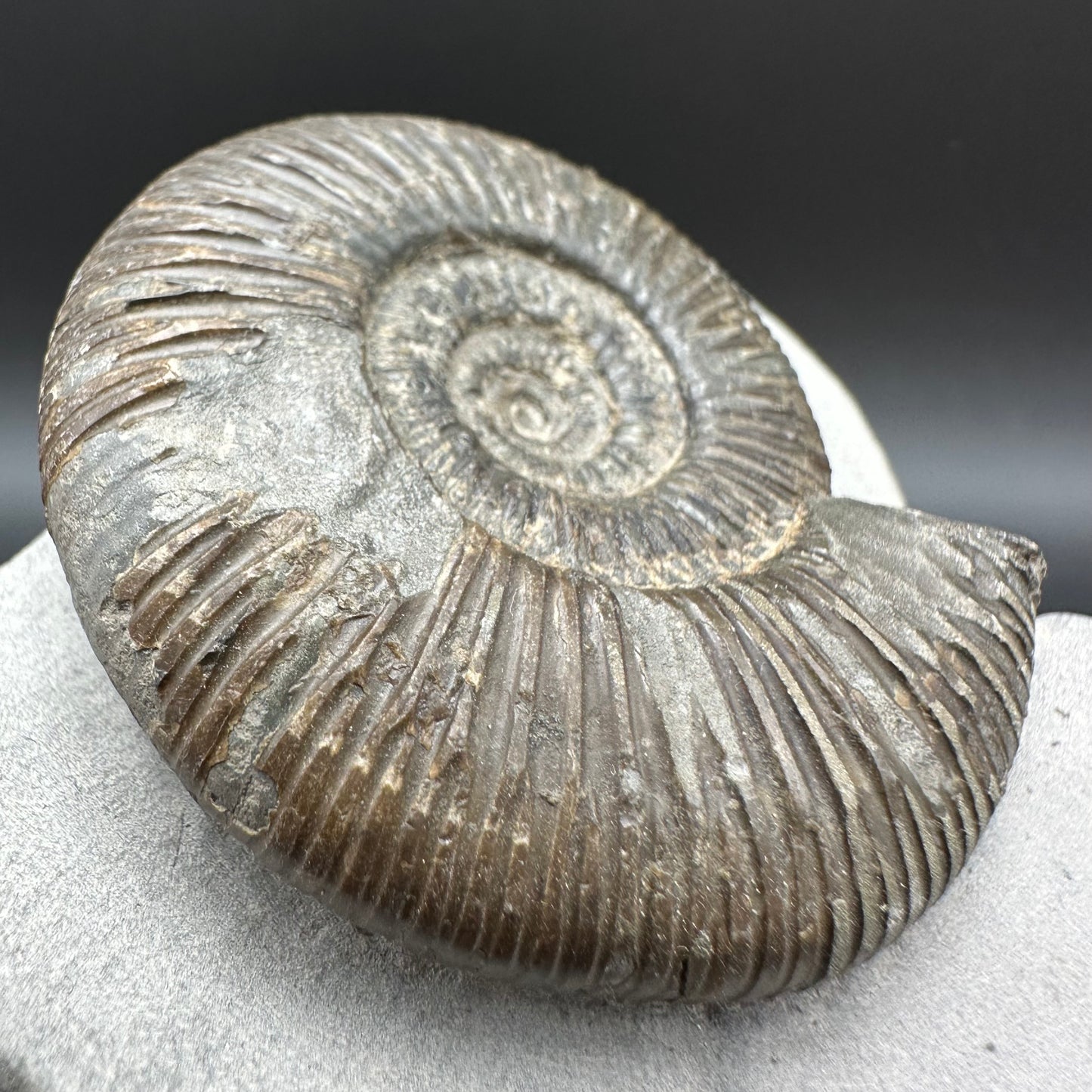 Dactylioceras semicelatum Ammonite fossil with box and stand - Whitby, North Yorkshire Jurassic Coast Yorkshire Fossils
