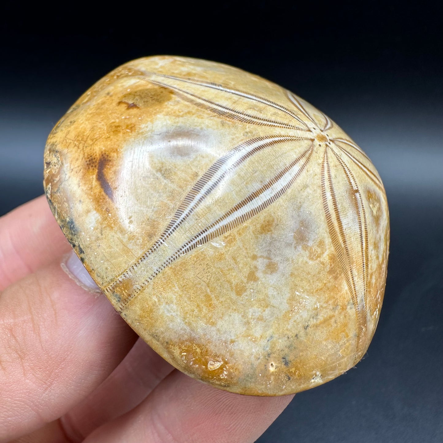 Holectypus Sea Urchin Fossil With Box And Stand - Middle Jurassic Madagascar