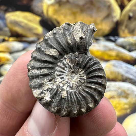 Pleuroceras hawskerense ammonite fossil - Whitby, North Yorkshire Jurassic Coast, Yorkshire fossils
