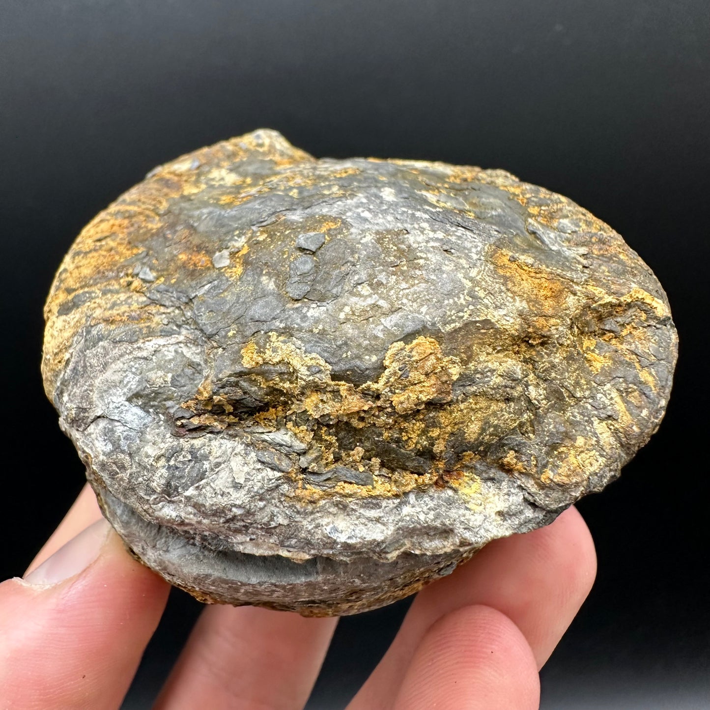 Dactylioceras Ammonite nodule (split pair) Fossil With Box And Stand - Whitby, North Yorkshire Jurassic Coast Yorkshire Fossils