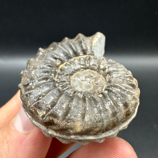 Pleuroceras hawskerense Ammonite fossil with box and stand - Whitby, North Yorkshire Jurassic Coast, Yorkshire fossils