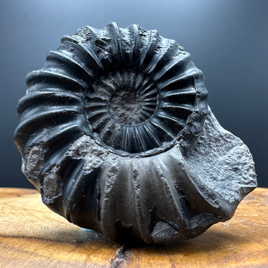 Aegasteroceras sagittarium ammonite fossil with box and stand - Whitby, North Yorkshire Jurassic Coast Yorkshire Fossils