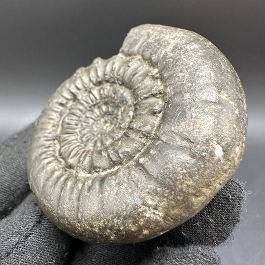 Peronoceras Sp. Ammonite fossil with box and stand - Whitby, North Yorkshire Jurassic Coast Yorkshire Fossils