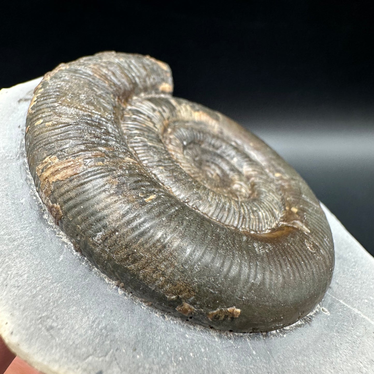 Dactylioceras tenuicostatum Ammonite fossil with box and stand - Whitby, North Yorkshire Jurassic Coast