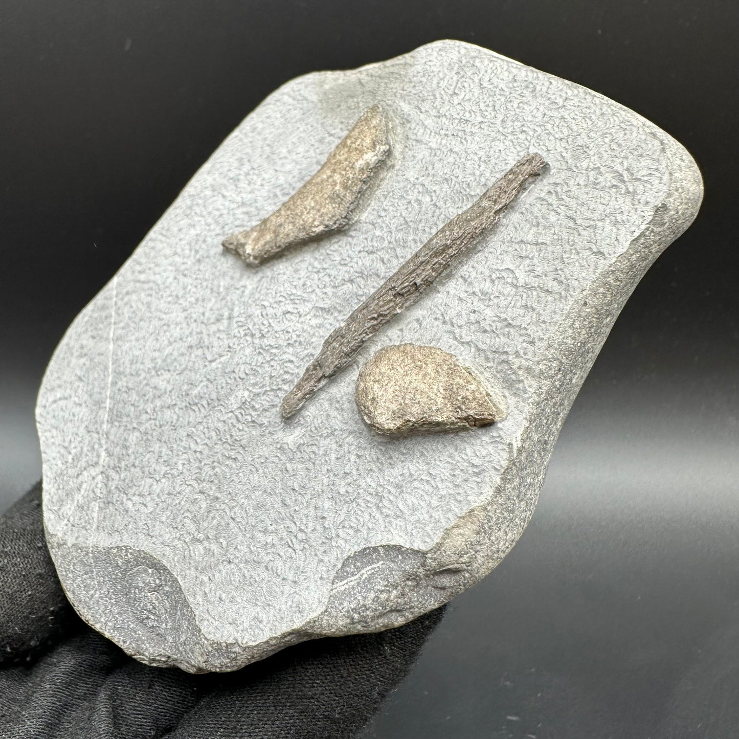 Gyrosteus Fish Bone fossil - Whitby, North Yorkshire, Jurassic Coast, Yorkshire Fossils